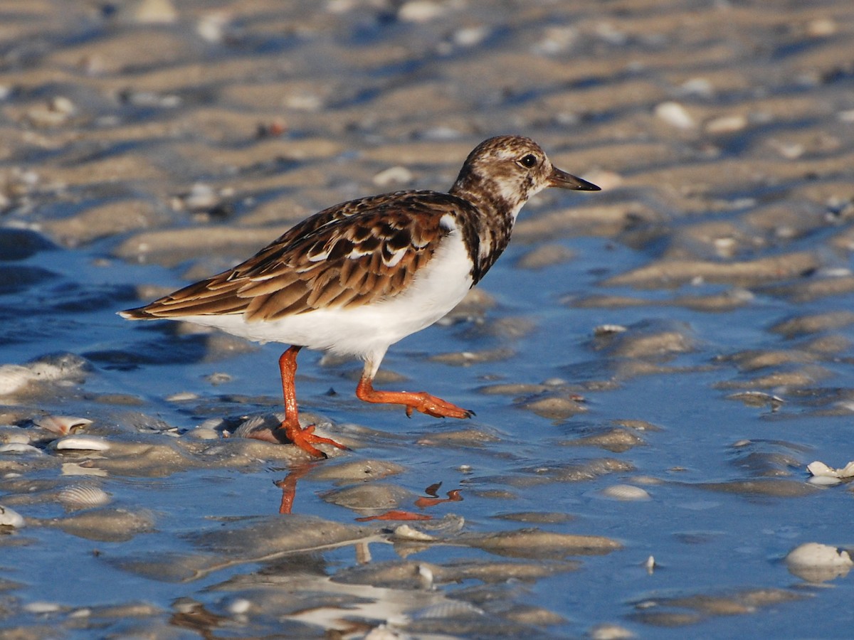 Ruddy Turnstone - ML191341061