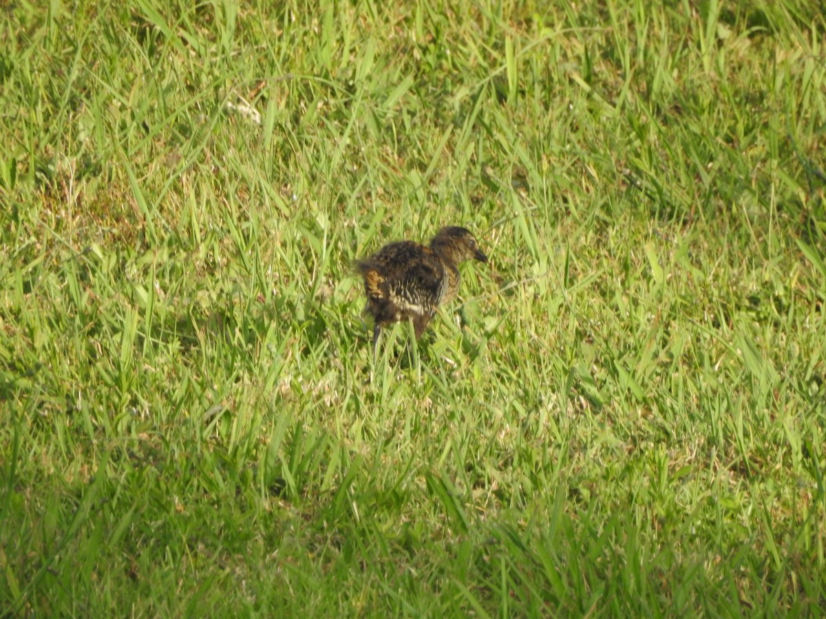 båndrikse - ML191342951