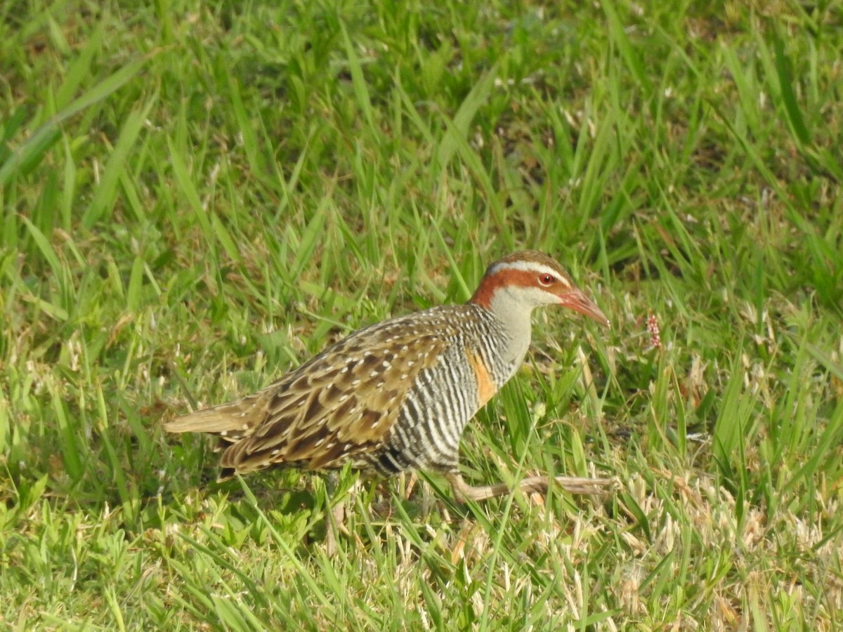 båndrikse - ML191342961