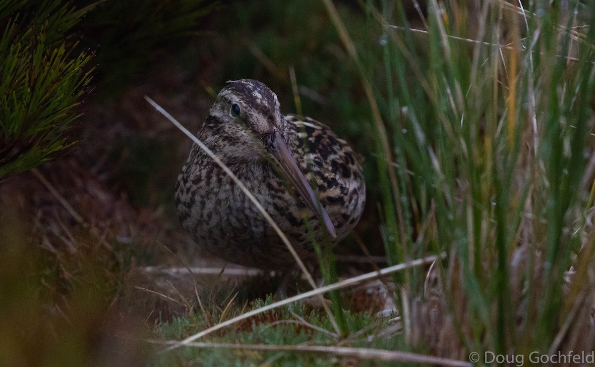 Subantarctic Snipe - ML191343851