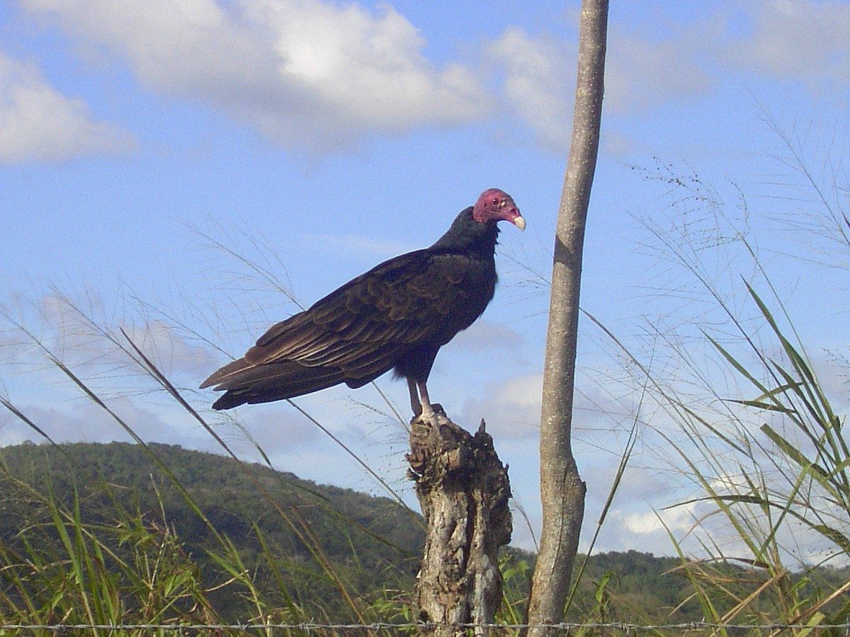 Turkey Vulture - ML191343961