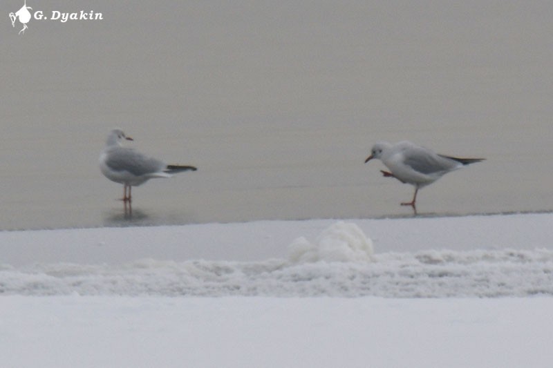 Black-headed Gull - ML191344321