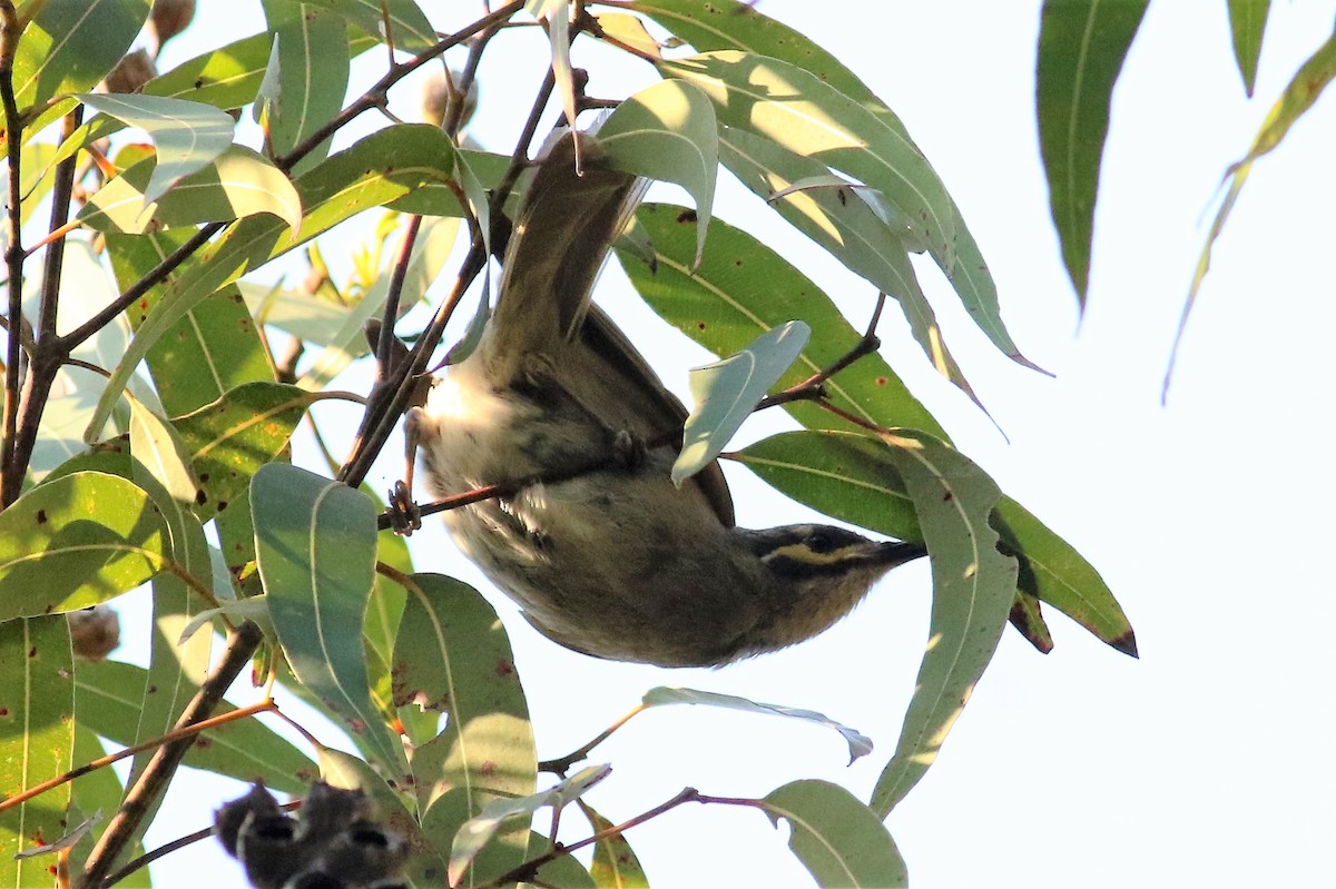 Yellow-faced Honeyeater - Fadzrun A.