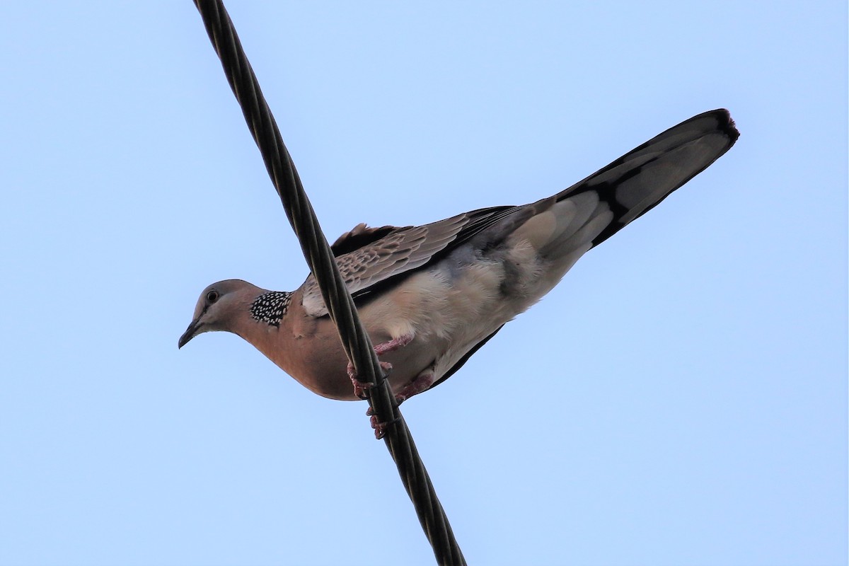 Spotted Dove - ML191345441