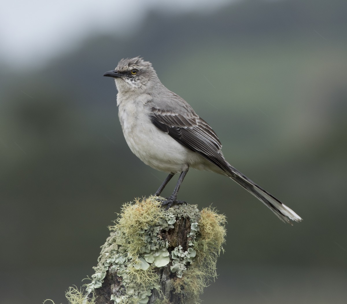 Tropical Mockingbird - ML191346181