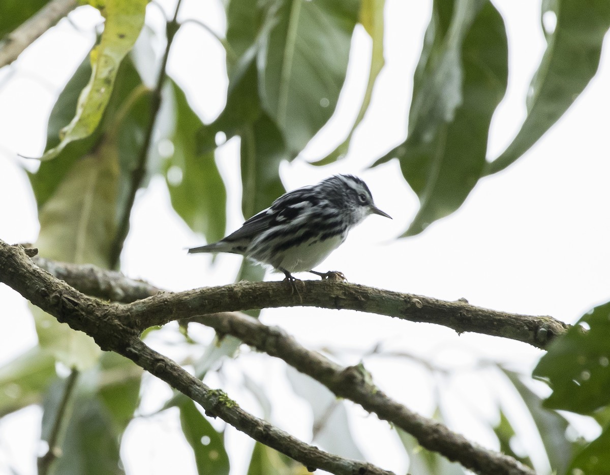 Black-and-white Warbler - ML191346201