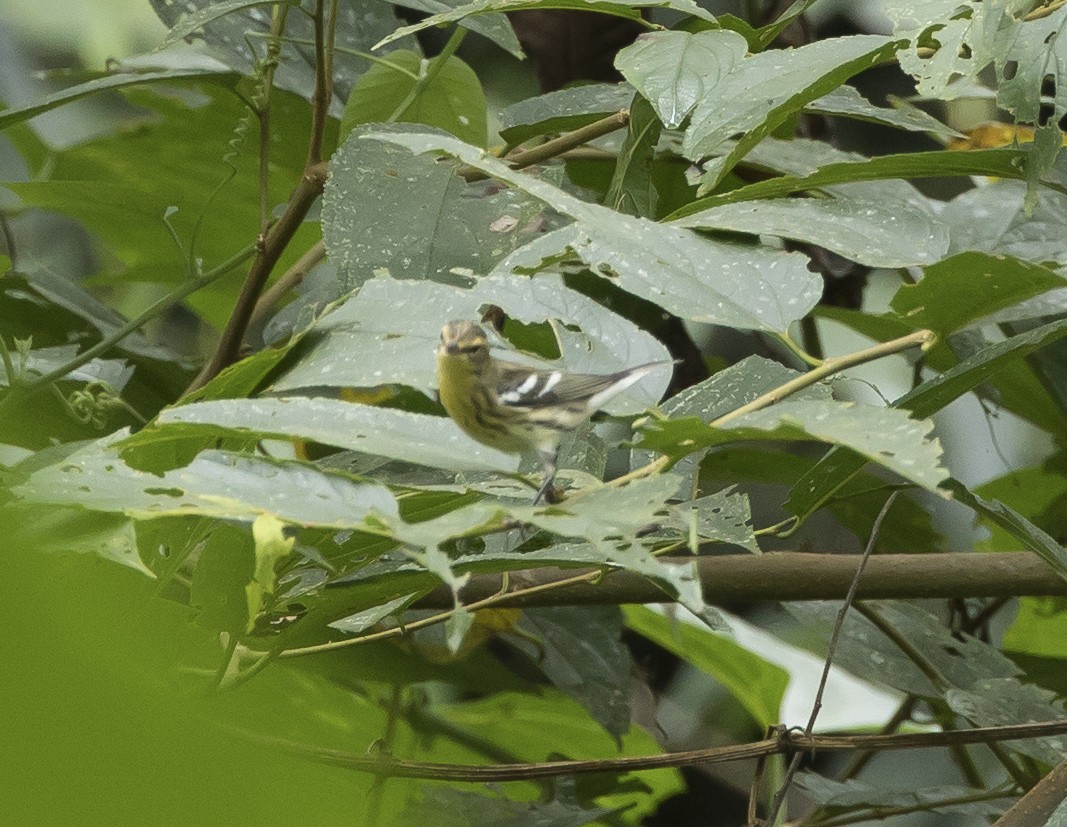 Blackburnian Warbler - ML191346211