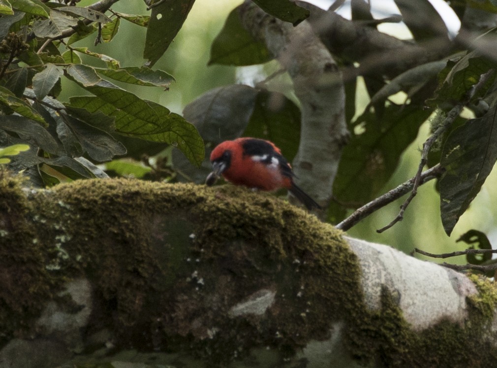 White-winged Tanager - ML191346221