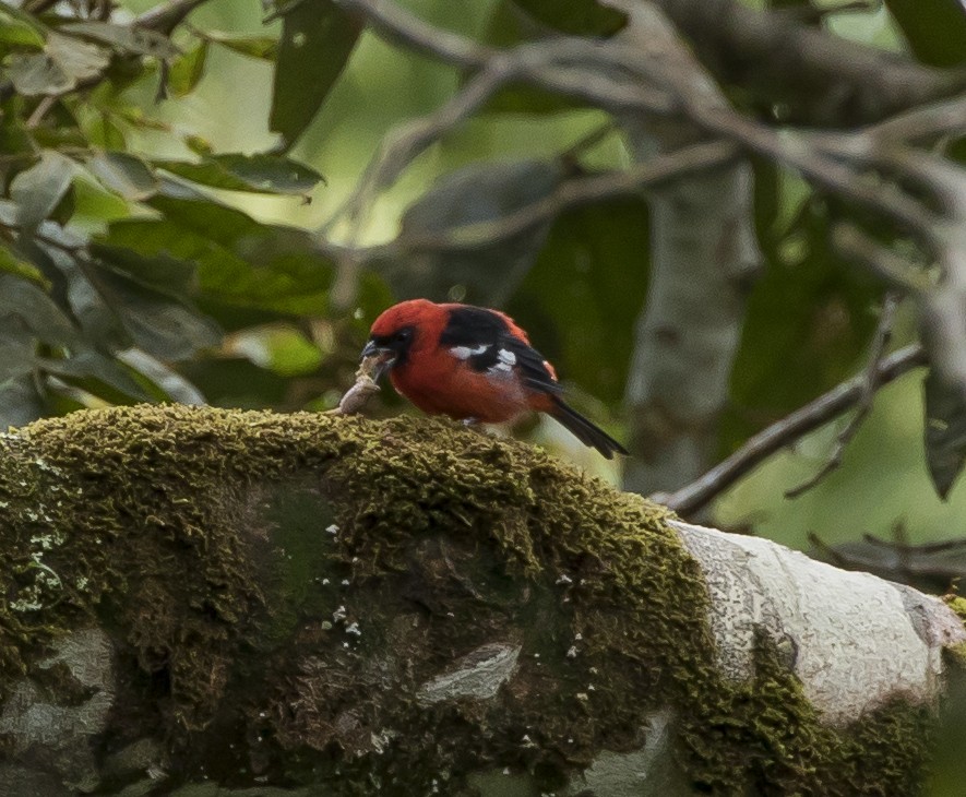 White-winged Tanager - ML191346231