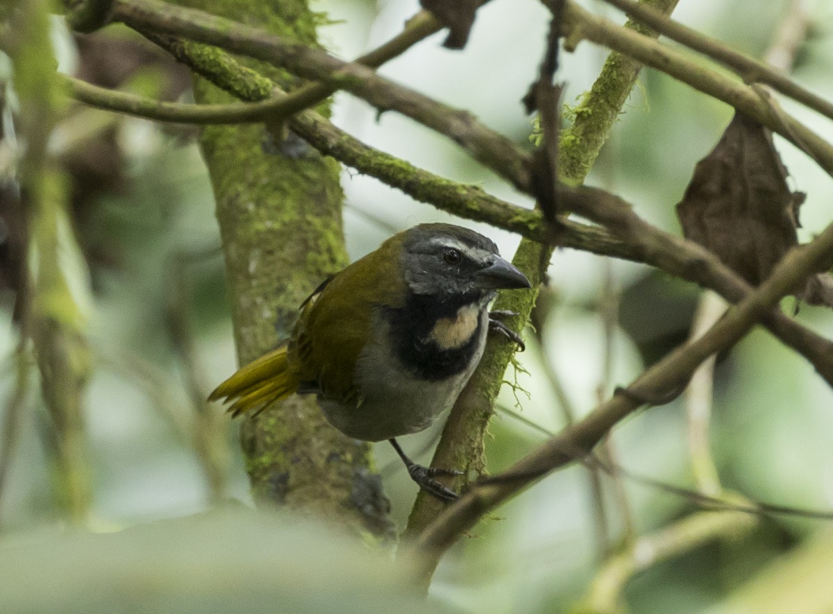 Buff-throated Saltator - ML191346241