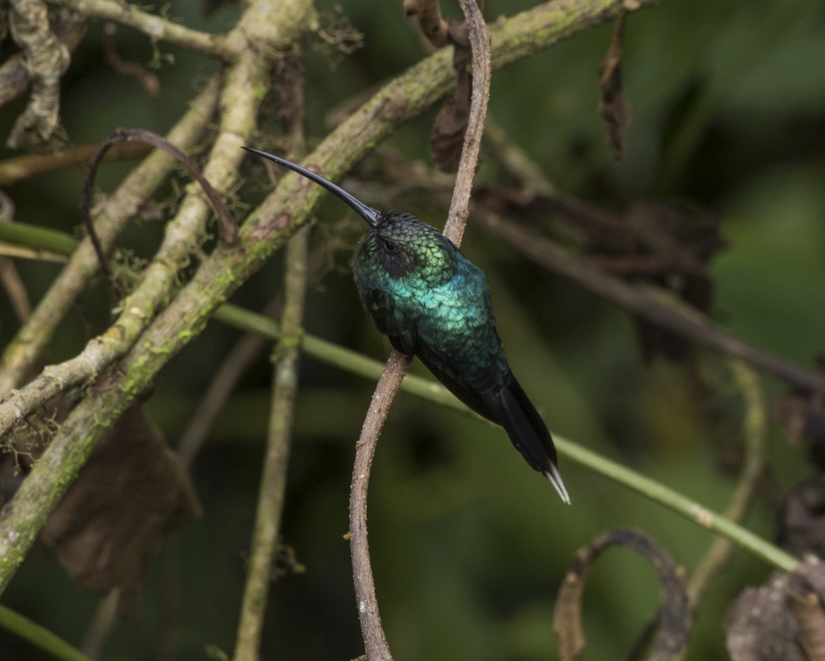 Green Hermit - ML191346251