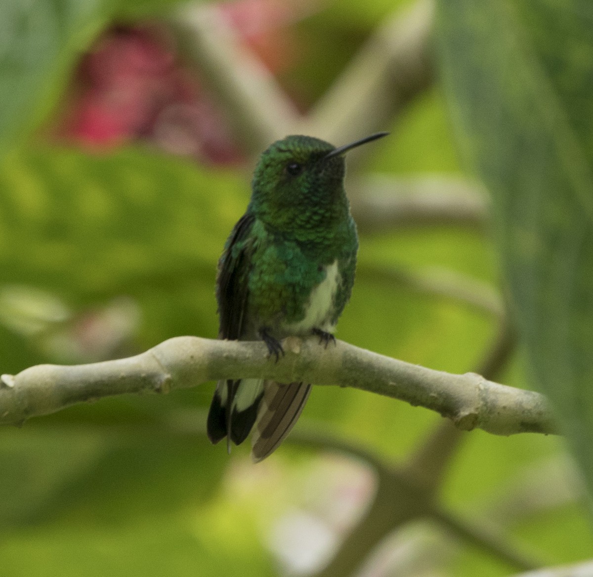 White-tailed Emerald - ML191346271