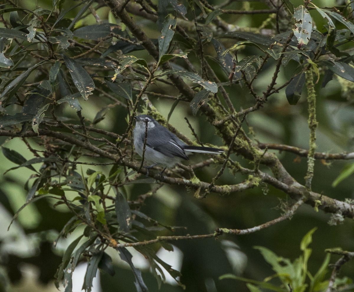 White-browed Gnatcatcher - ML191346291
