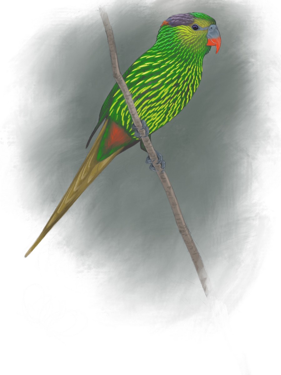 Striated Lorikeet - Peter Burke