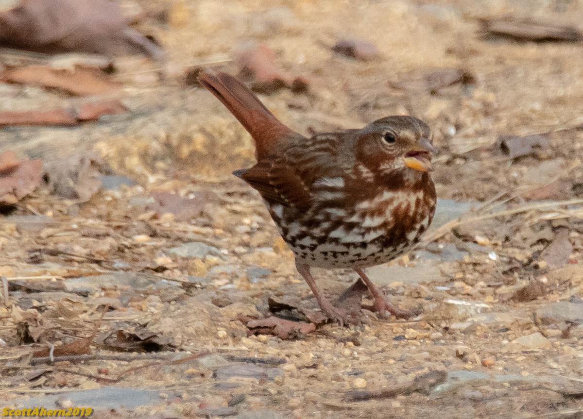 Fox Sparrow - ML191347631