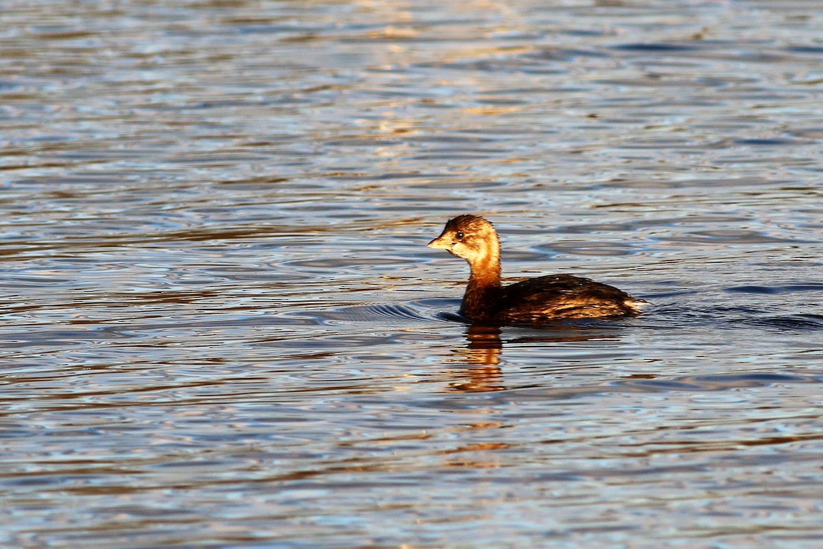 Pied-billed Grebe - ML191348061