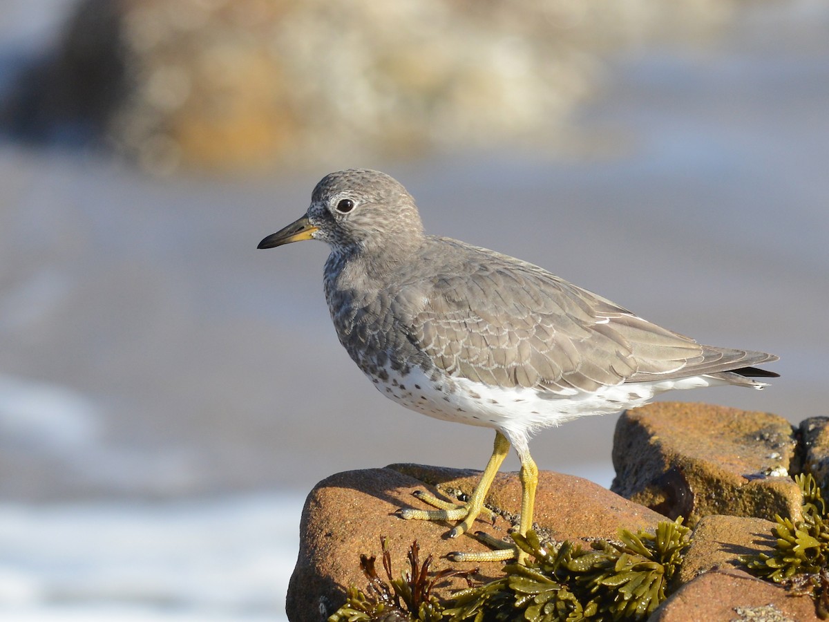 Surfbird - ML191348171