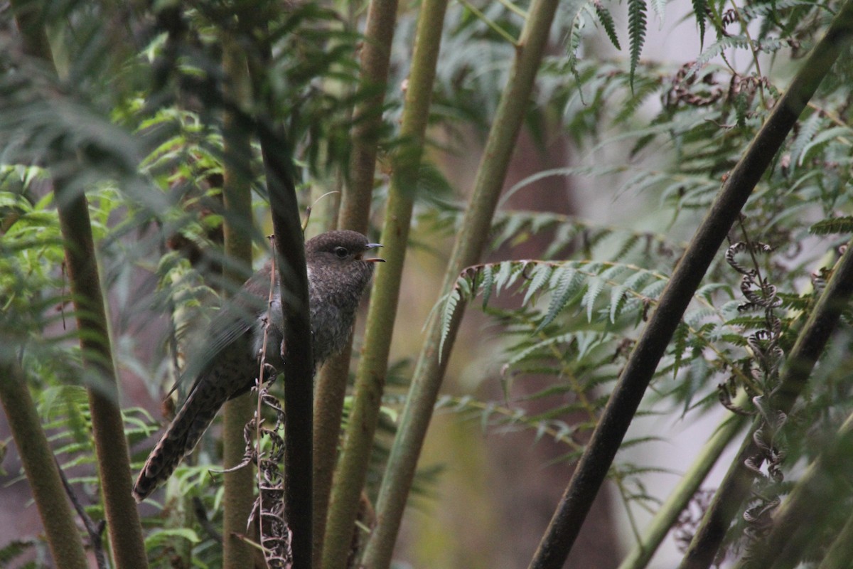 Fan-tailed Cuckoo - ML191349981