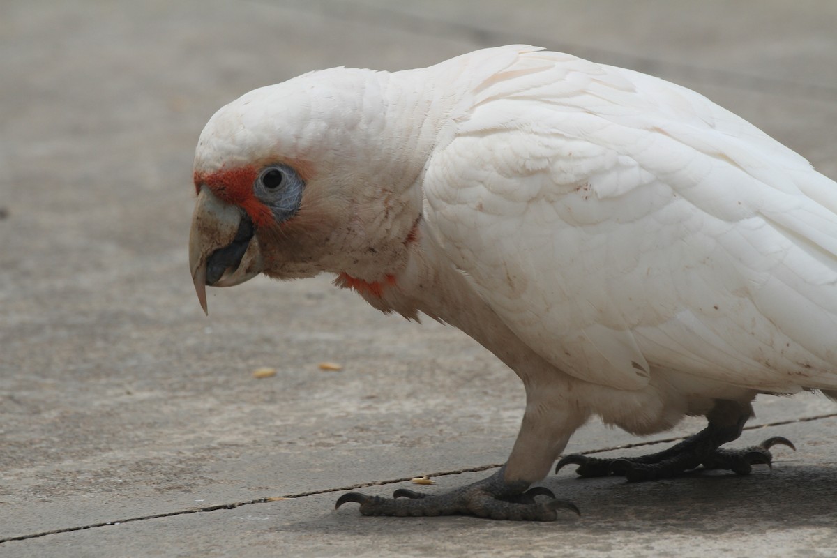 Long-billed Corella - ML191349991