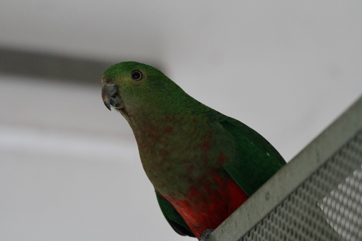 Australian King-Parrot - ML191350051