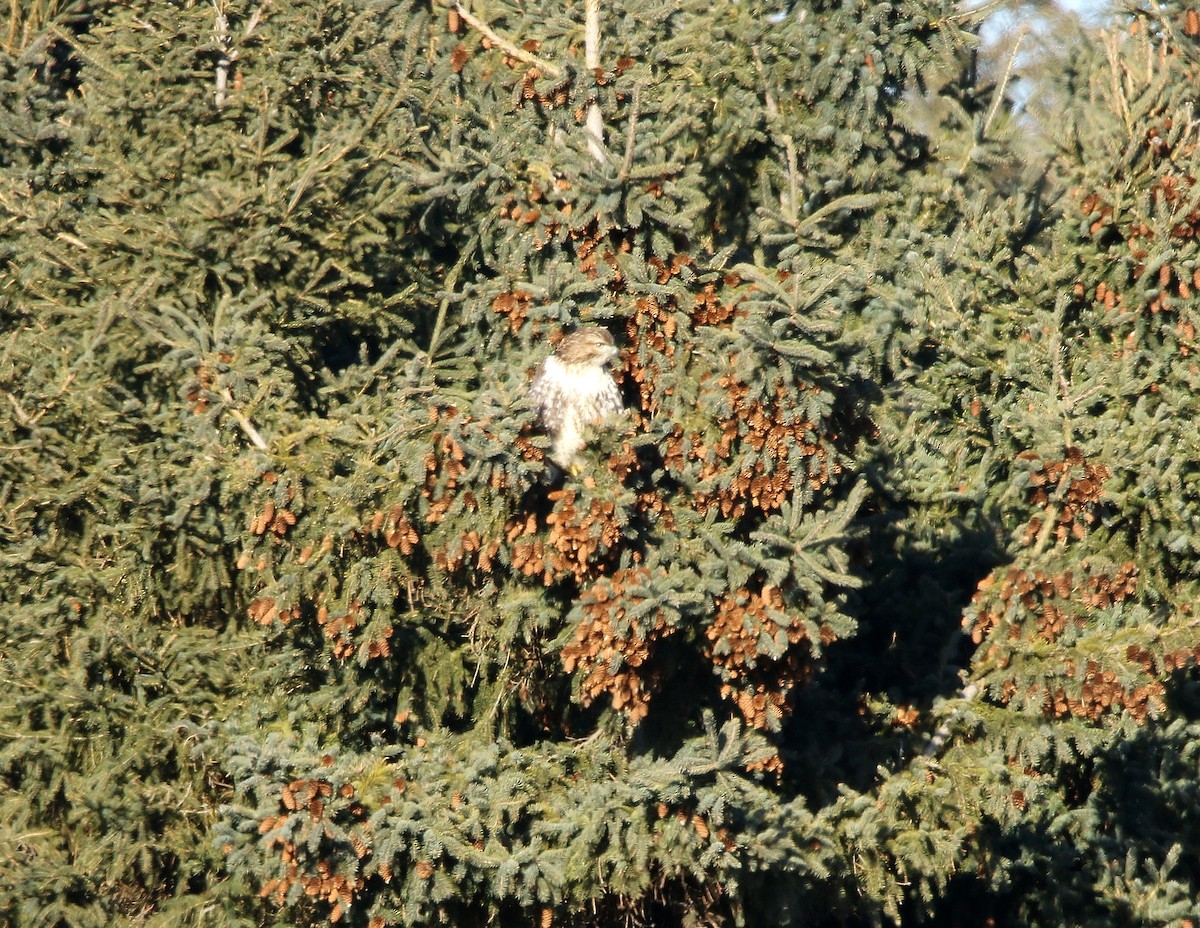 Red-tailed Hawk - ML191350211