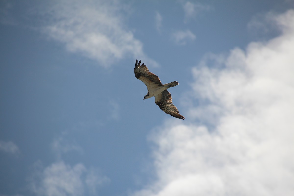 Osprey - ML191350971