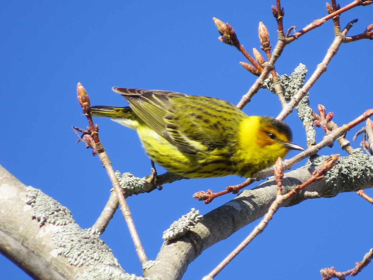 Cape May Warbler - ML191353971