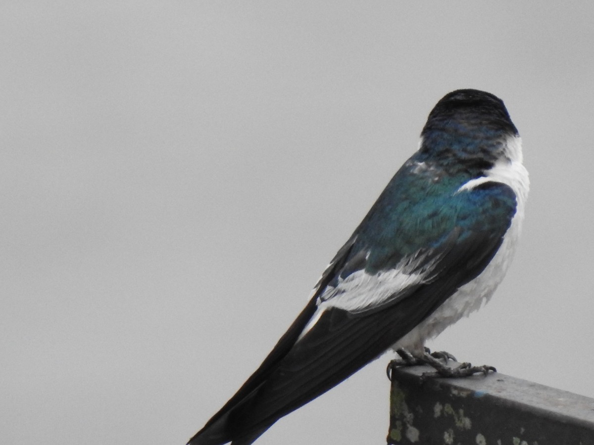 White-winged Swallow - ML191354831