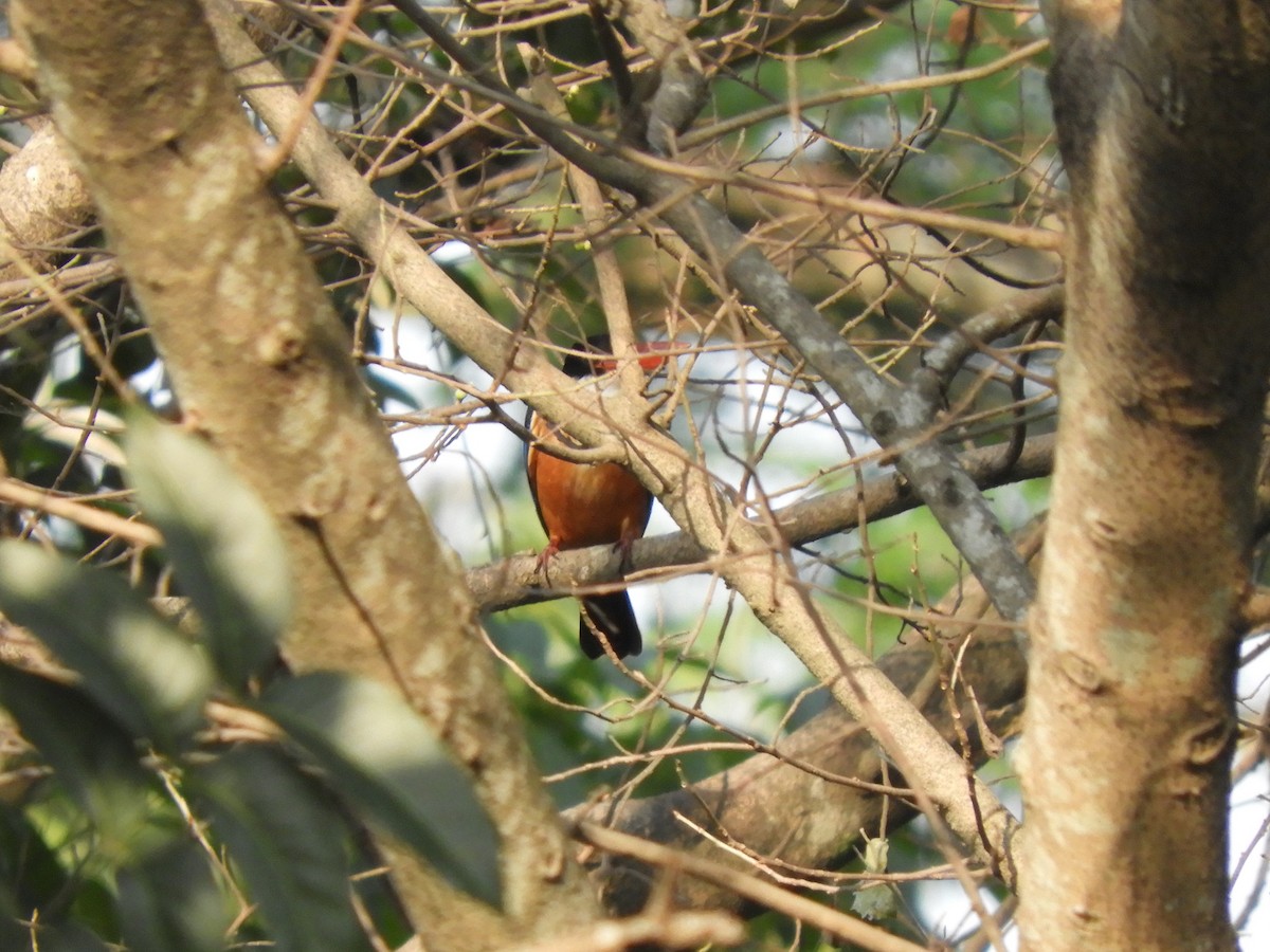 Black-capped Kingfisher - ML191355271