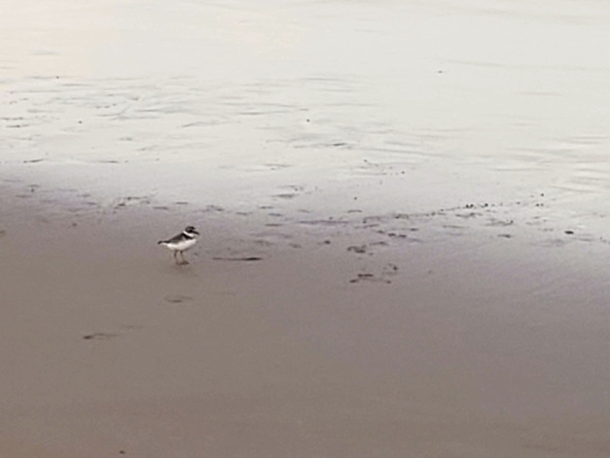 Semipalmated Plover - ML191355551