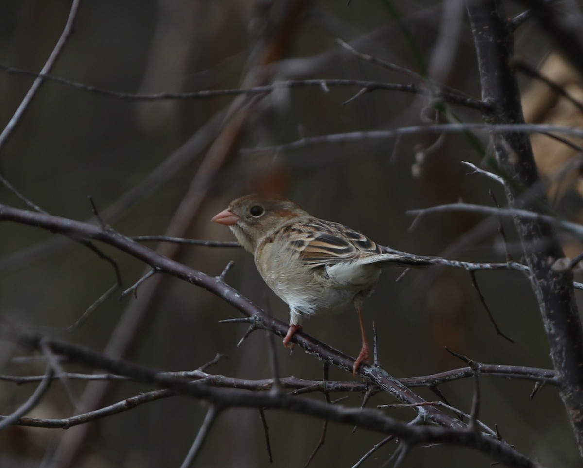 Field Sparrow - ML191356171