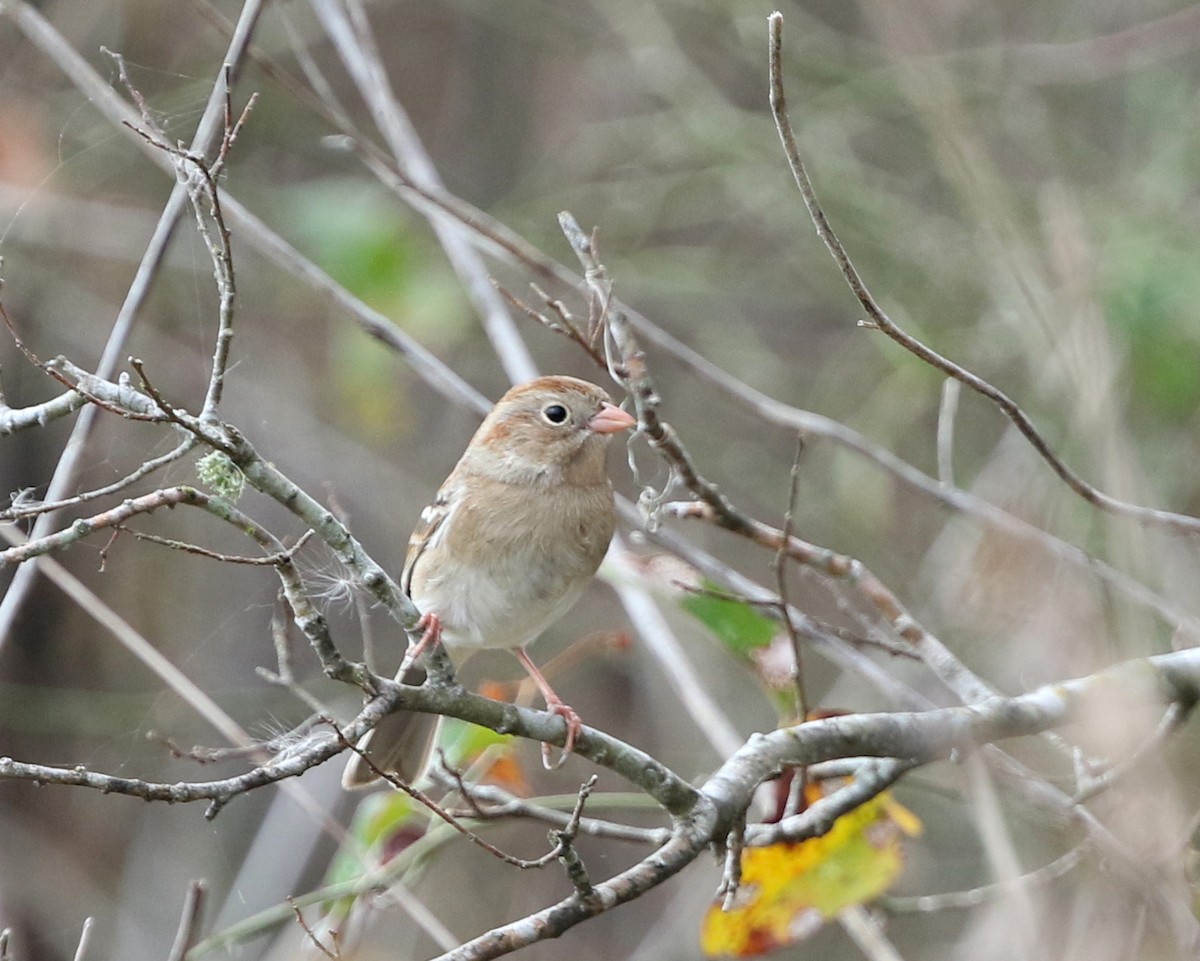 Field Sparrow - ML191356311