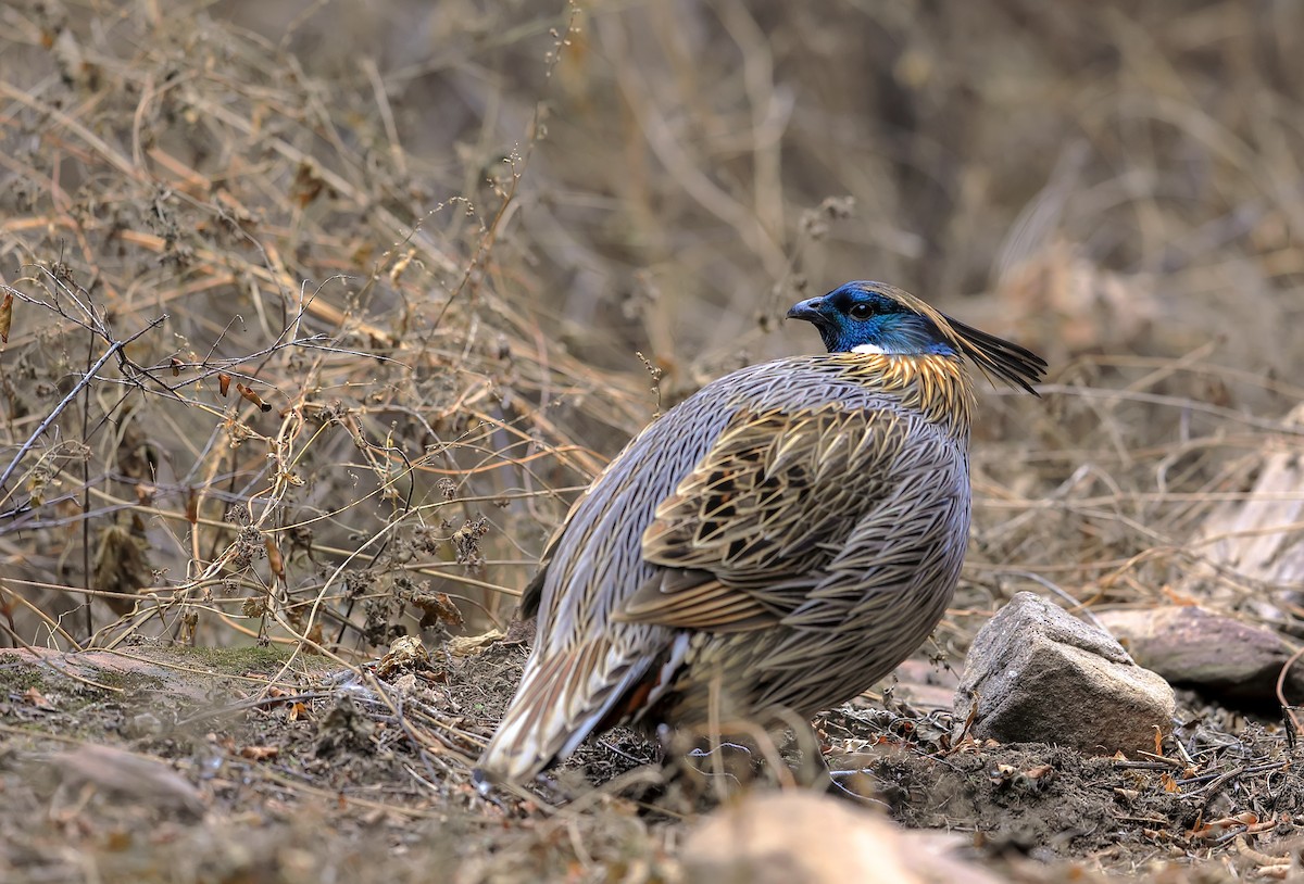 Koklass Pheasant - Xi'ao'pai Yuren