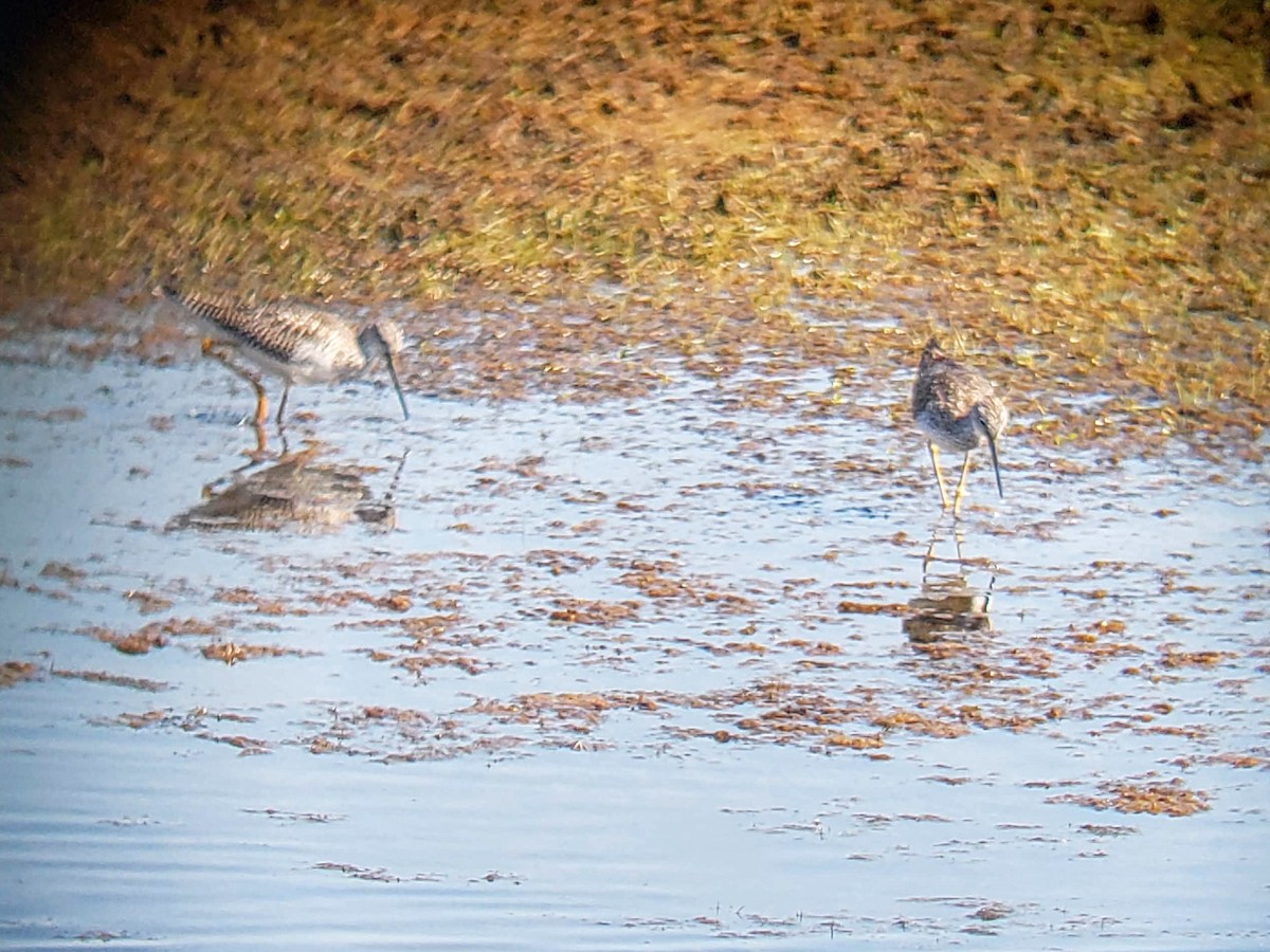 Greater Yellowlegs - ML191357301