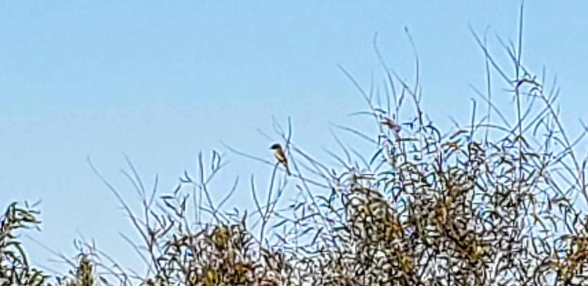 Eastern Phoebe - ML191357471