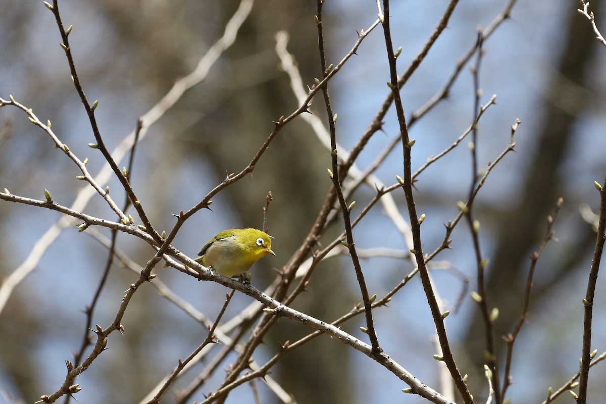 Warbling White-eye - ML191358131