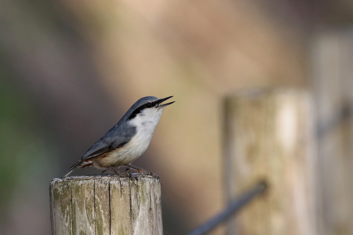 Eurasian Nuthatch - Atsushi Shimazaki