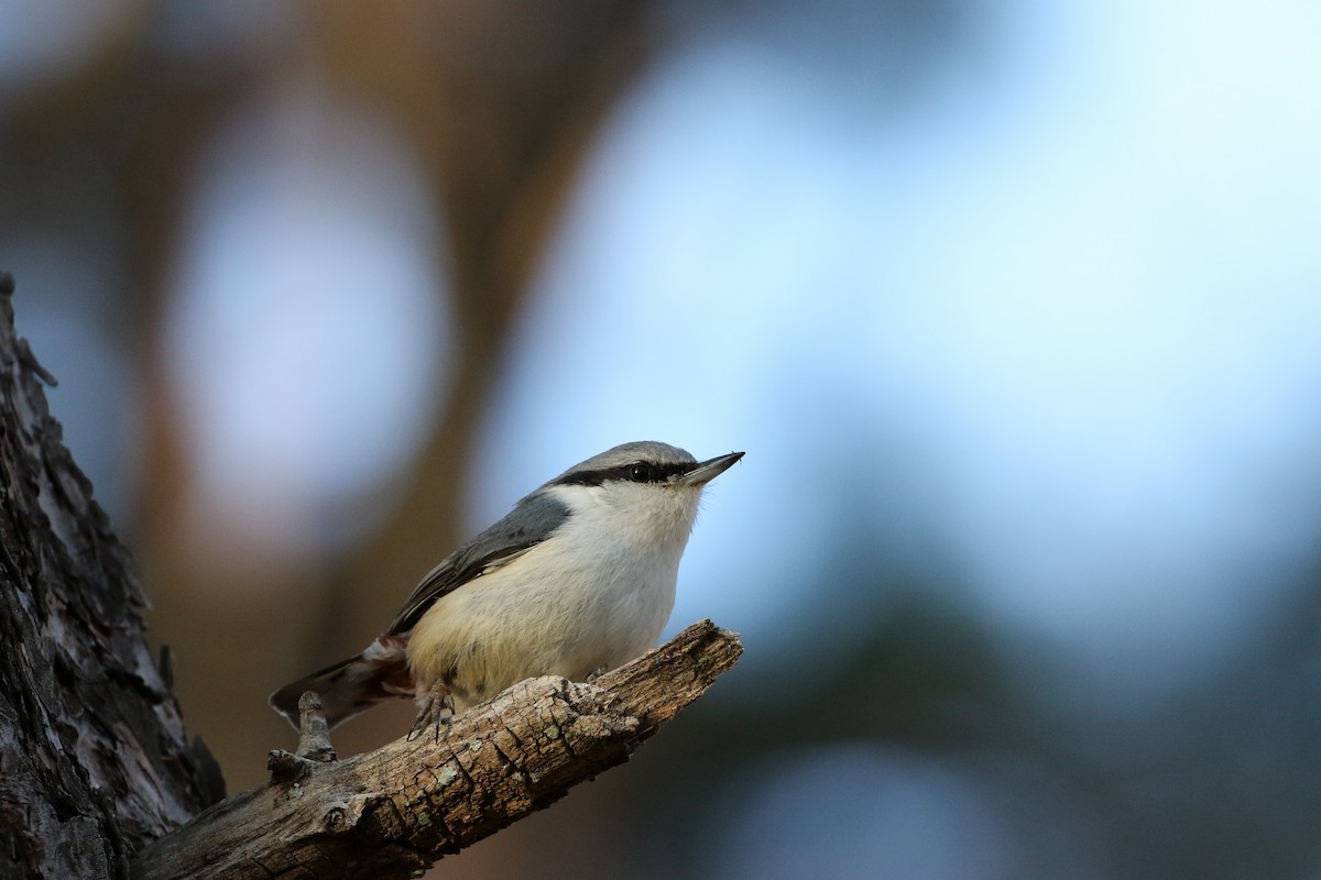 Eurasian Nuthatch - Atsushi Shimazaki