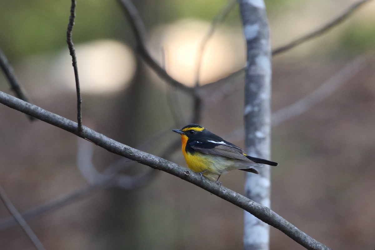 Narcissus Flycatcher - Atsushi Shimazaki