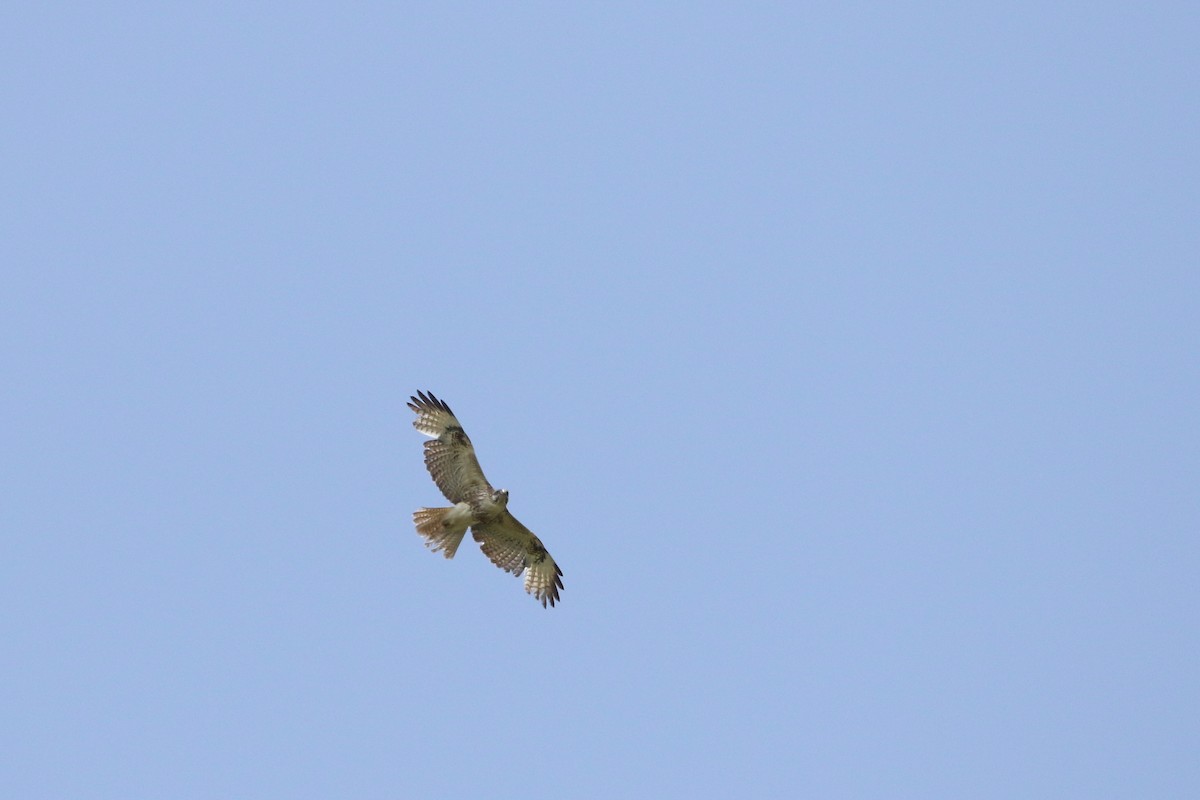 Eastern Buzzard - ML191358511