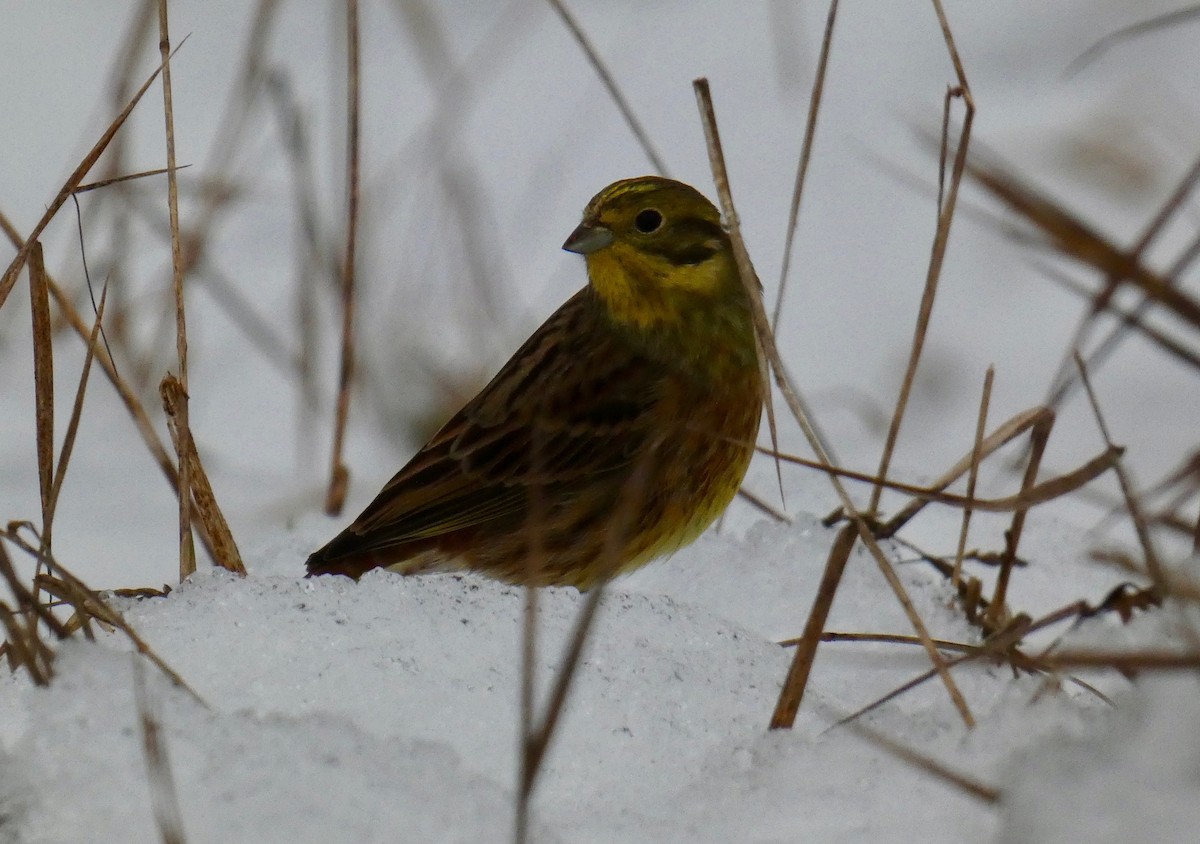 Алтан хөмрөг - ML191359291