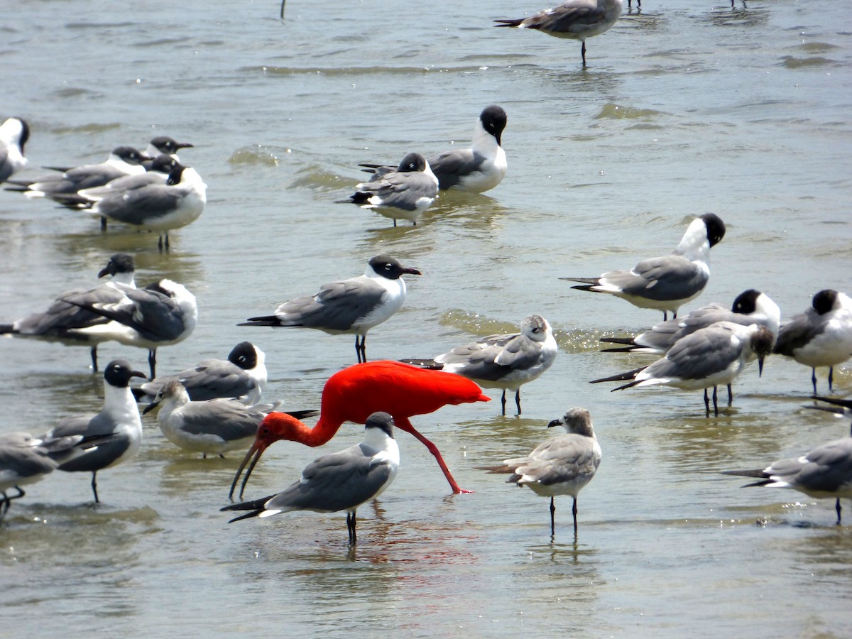 Scarlet Ibis - Mike Tuer