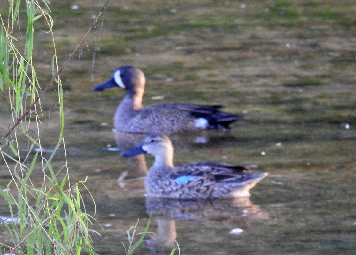 Blue-winged Teal - ML191362041