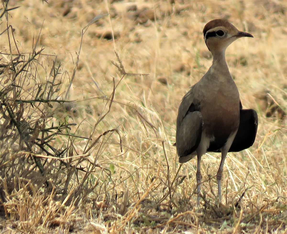 Temminck's Courser - Carmelo de Dios