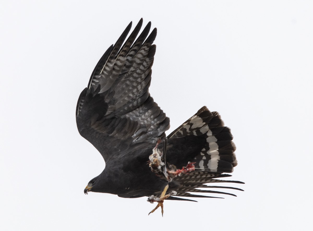 Zone-tailed Hawk - ML191362681