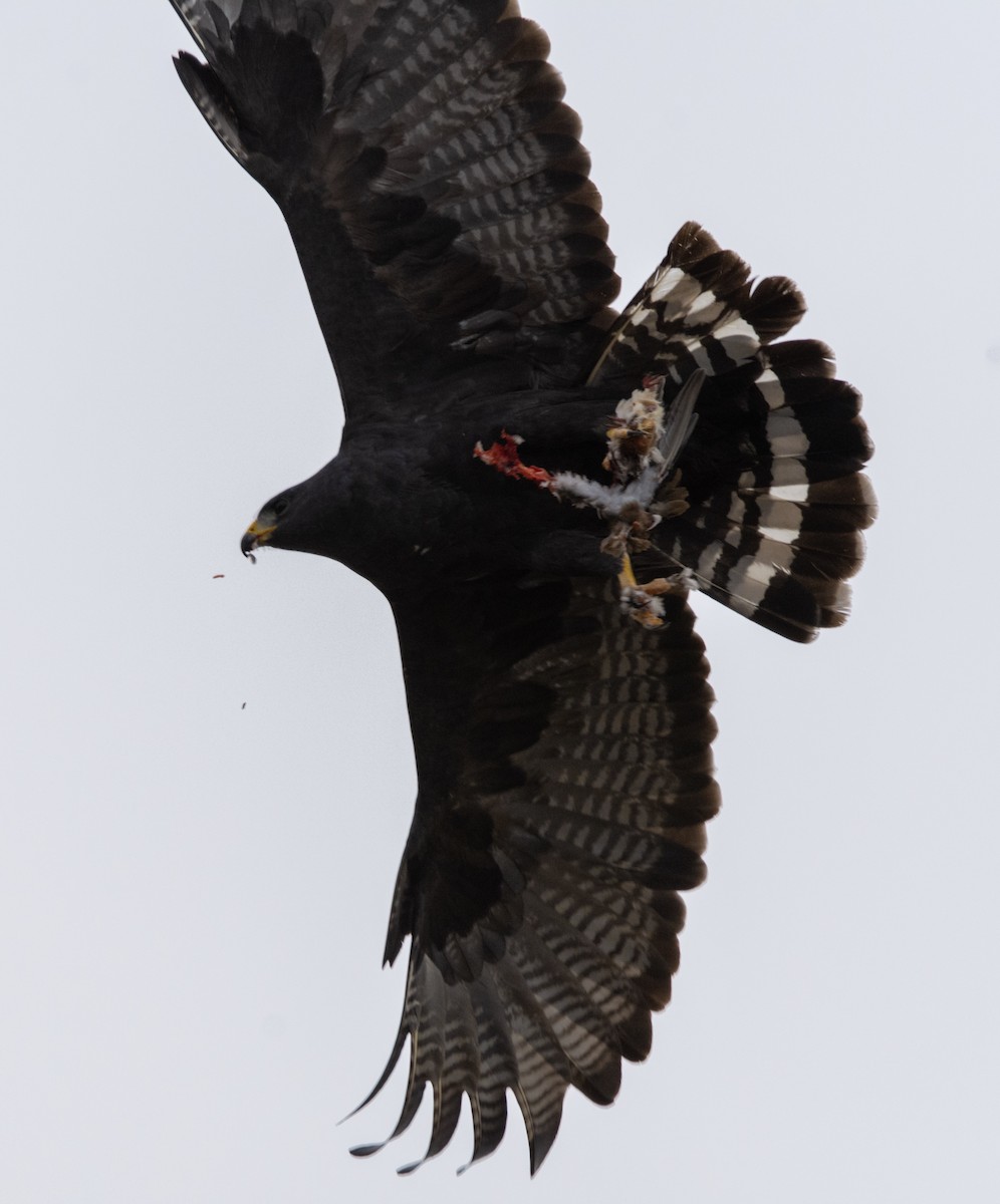 Zone-tailed Hawk - ML191362701