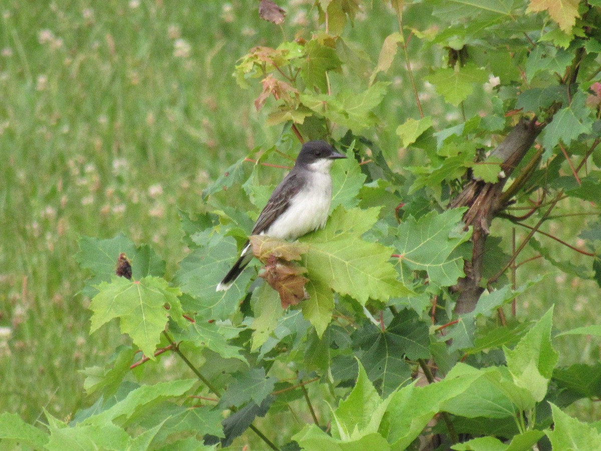 Eastern Kingbird - Rebecca Vandenbroeck White