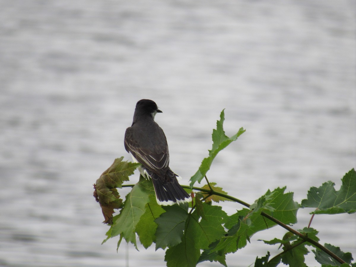 Eastern Kingbird - Rebecca Vandenbroeck White