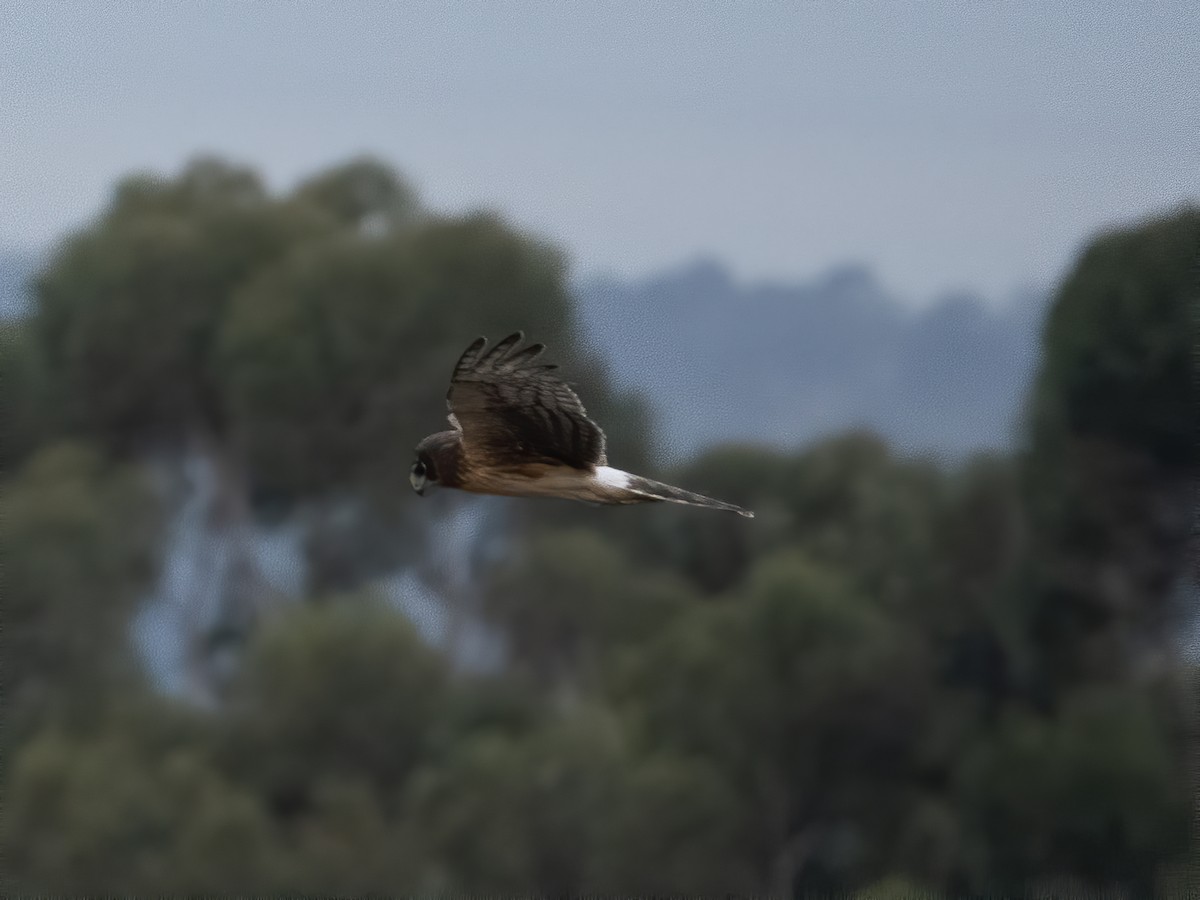 Northern Harrier - ML191363701