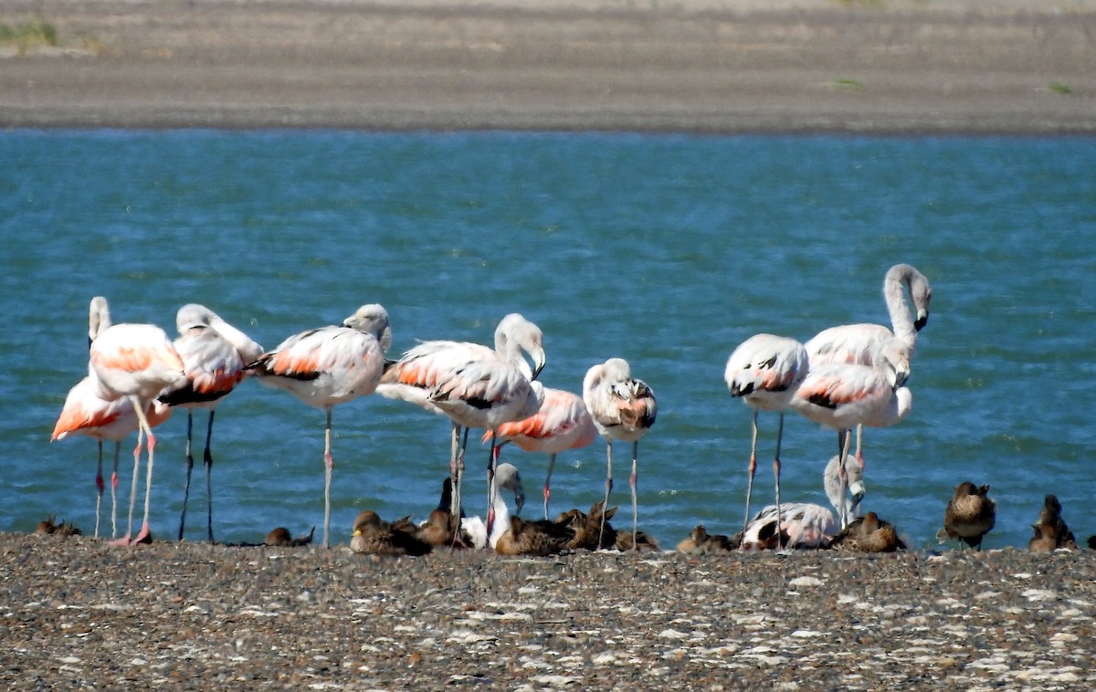 Chilean Flamingo - Diego perez